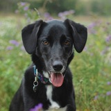 Entry image for Ms. Poe