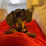 Entry image for Viggo