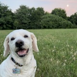 Entry image for Biggie