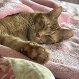 Entry image for Rune