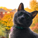 Entry image for Baloo bear