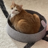 Entry image for GiGi