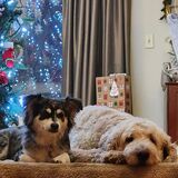 Entry image for Yoshi