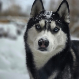 Entry image for Kingston 