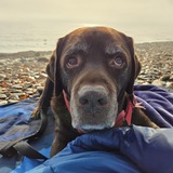 Entry image for Wilson