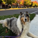 Entry image for Lyla