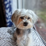 Entry image for Simba