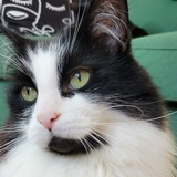 Entry image for Oskar 