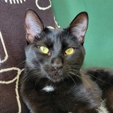 Entry image for Bogart 