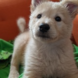 Entry image for Effie