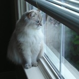 Entry image for Buddy Blue Eyes