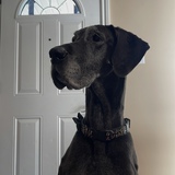 Entry image for Mango