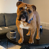 Entry image for George Reginald The First