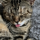 Entry image for Bean