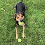 Entry image for Bailey