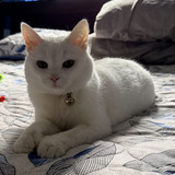 Entry image for Pearl