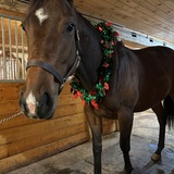 Entry image for Noelle