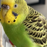 Entry image for Rosemary