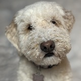 Entry image for Millie