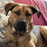 Entry image for Lexi