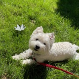 Entry image for Piper