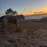 Entry image for Doyle