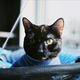 Entry image for Nalu