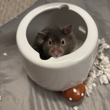 Entry image for Teddy