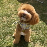 Entry image for Mochi