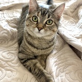 Entry image for Nellie