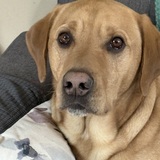 Entry image for Cooper