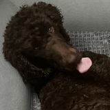 Entry image for Bear