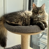 Entry image for Puff