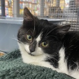 Entry image for Bubbles