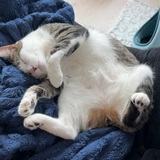 Entry image for Tofu