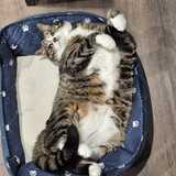 Entry image for Dexter