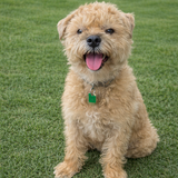 Entry image for Dodger