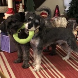 Entry image for Maggie and Odin