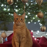 Entry image for Mango