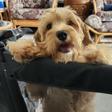 Entry image for Alfie