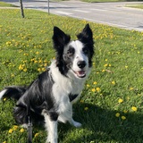 Entry image for Kenobi