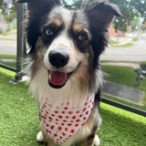 Entry image for Archie BooBoo Chicken