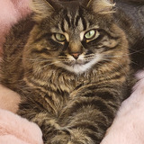 Entry image for Winston