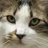 Entry image for Hamish and Braveheart