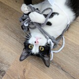 Entry image for Dante