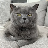 Entry image for Teddy