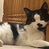 Entry image for Charlie