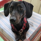 Entry image for Gordon