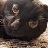 Entry image for Monster 