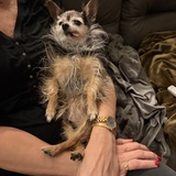 Entry image for Bella